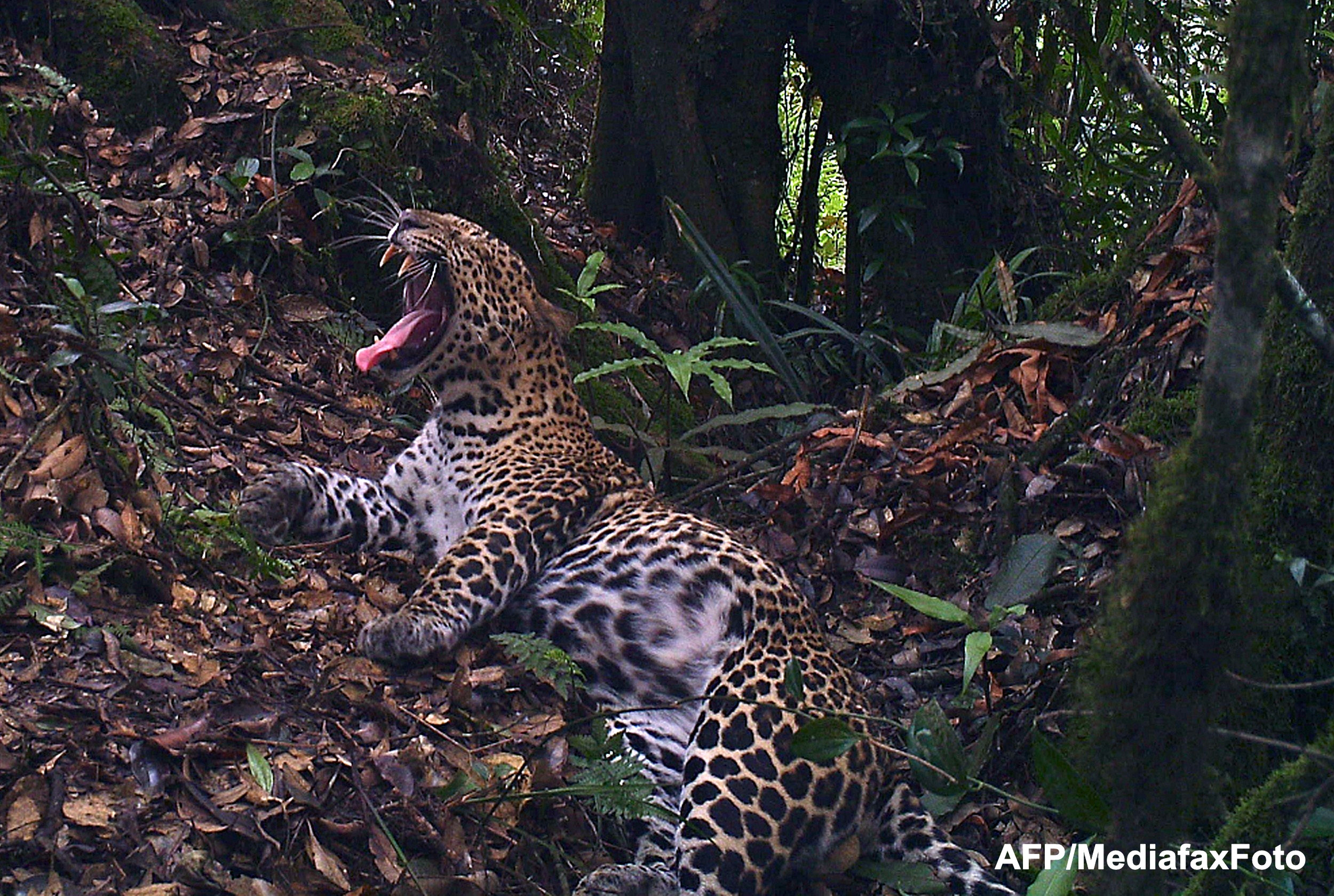 Caz neobisnuit in SUA. Un barbat a impuscat un leopard, animal care nu traieste in America de Nord