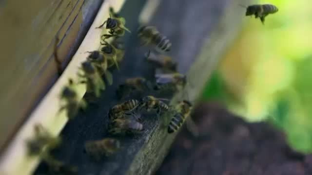 Un barbat de 41 de ani din Vaslui a fost ucis de albine. Localnici: Atacurile, provocate de canicula