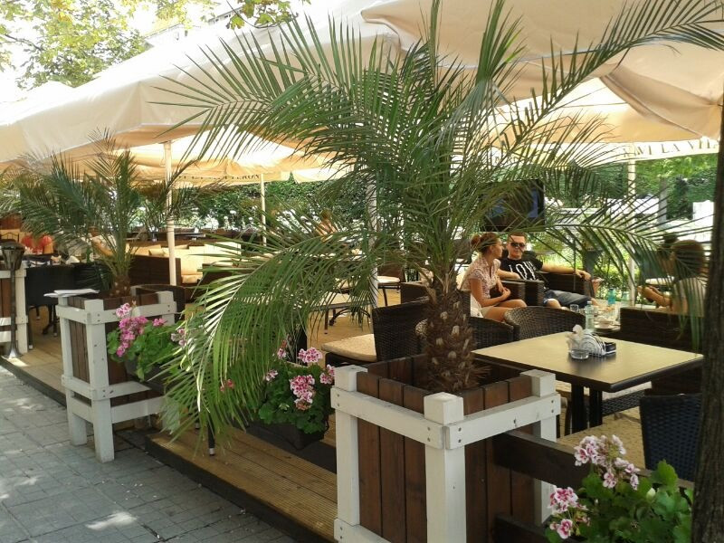 Administrator, despre aparitia palmierilor pe terasa: "Am adus un plus de imagine Timisoarei"