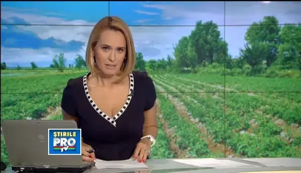 Rosiile din seminte romanesti, tot mai cautate de romani. Cum s-au adaptat cultivatorii cererii