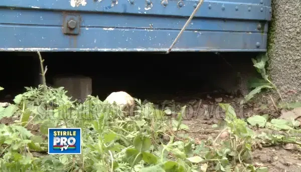 Operatiune de salvare a unui catel ramas captiv sub un container greu de cateva tone. VIDEO