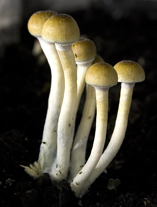 Gest socant comis de un american. Cum s-a automutilat dupa ce a consumat droguri