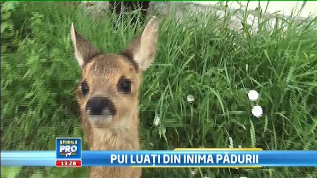 Intentiile bune nu duc intotdeauna la un final fericit. Ce s-a intamplat cu trei pui de caprioara