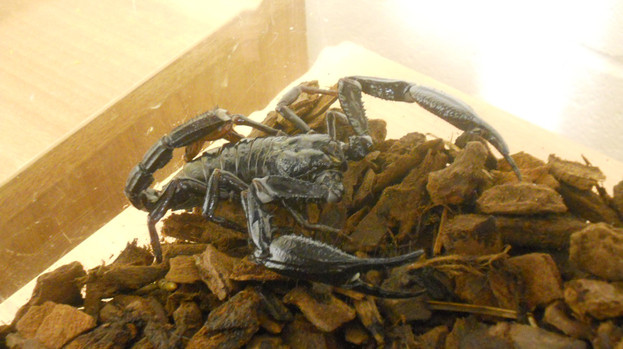 Surpriza neplacuta de care a avut parte o femeie, dupa ce s-a intors din vacanta. Ce a gasit in pat