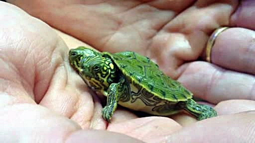 O testoasa cu doua capete s-a nascut intr-o gradina zoologica din SUA. VIDEO