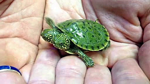 testoasa cu doua capete