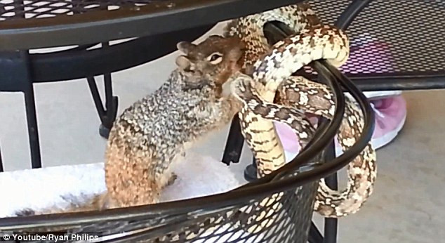 O veverita curajoasa pune la respect un sarpe care, in mod normal, ar fi omorat-o. VIDEO