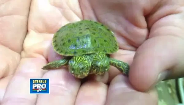 O testoasa cu doua capete s-a nascut intr-o gradina zoologica din SUA. VIDEO