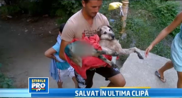 Salvata de la moarte de cativa turisti ajunsi la Constanta, catelusa Lucky are nevoie de un camin