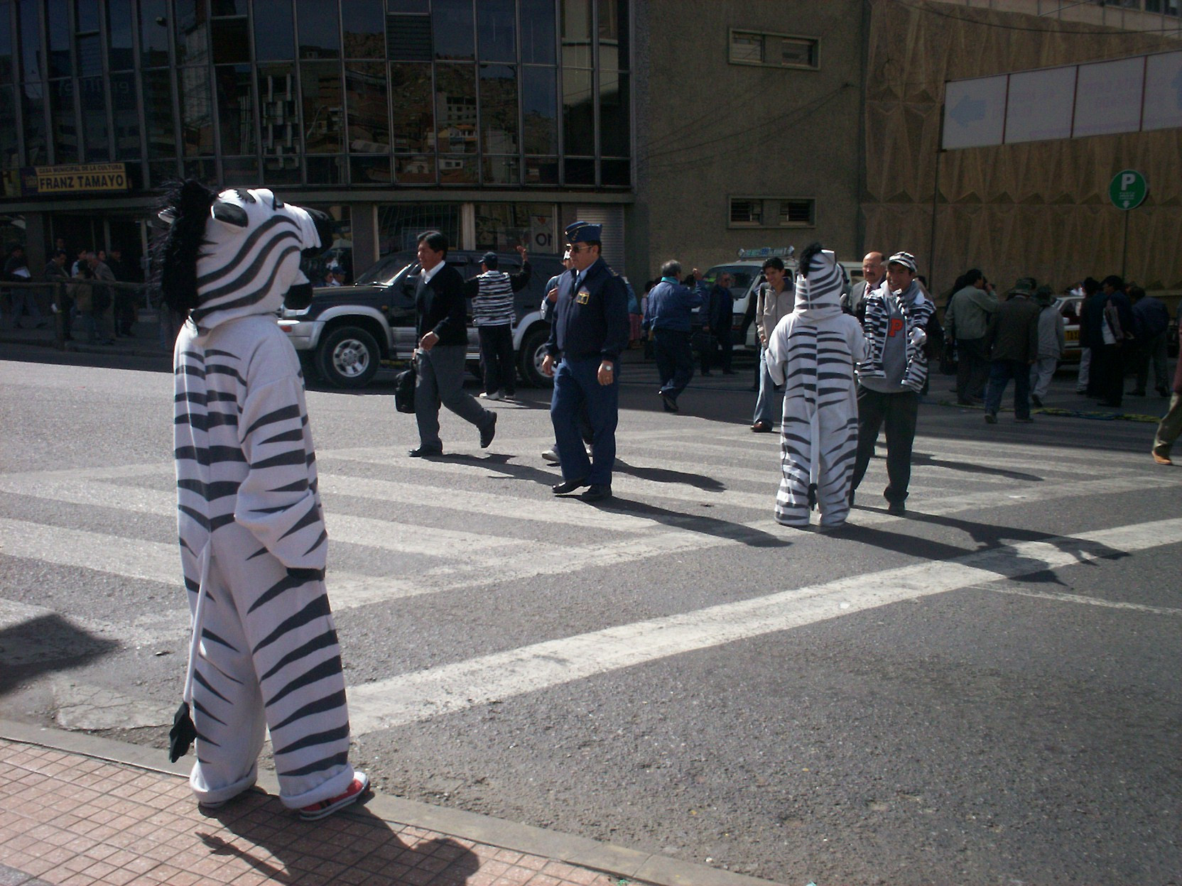 O zebra ajuta trecatorii sa treaca pe zebra! Se intampla in Bolivia si nu o gluma! VIDEO
