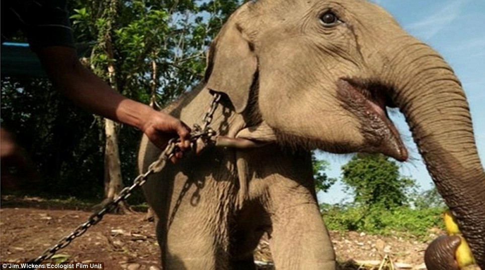 A sacrificat 10.000 de elefanti. Povestea primului traficant de fildes retinut in Africa de Vest