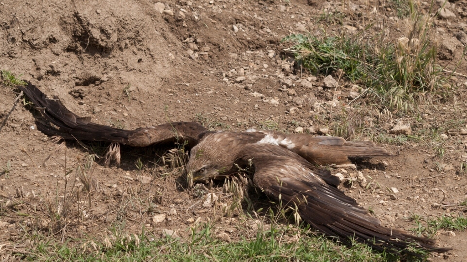 Metoda "cadavrul otravit". Cum sunt ucise pasarile din Dobrogea de braconierii romani