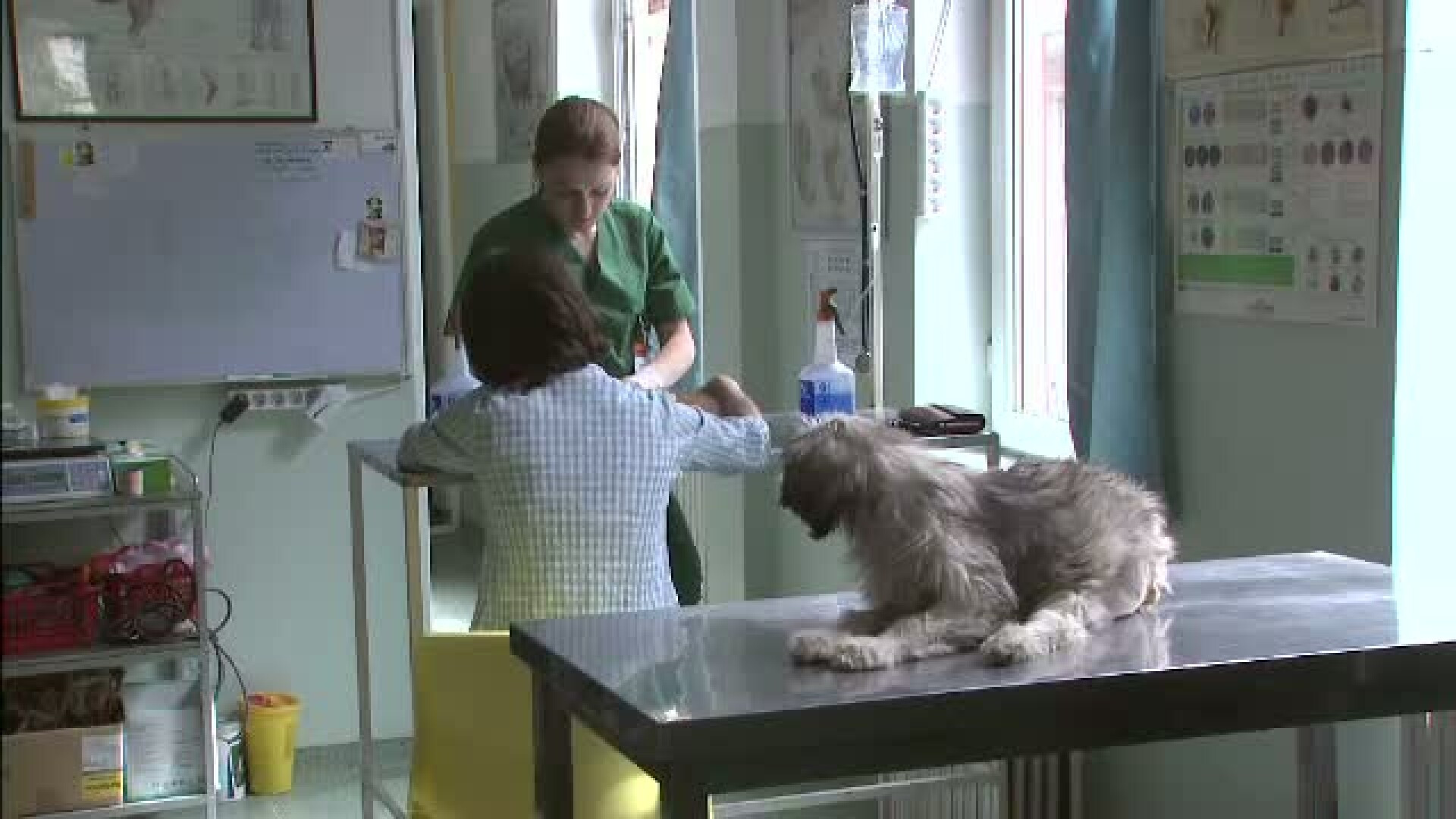 Operatiunea "Sterilizarea sau banii" incepe in iulie. Ce trebuie sa stie bucurestenii care au caini