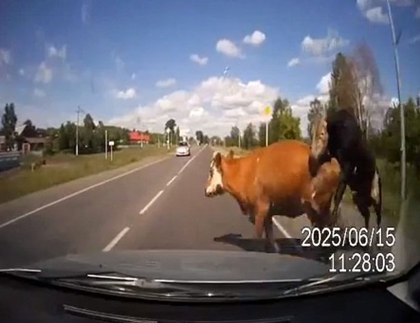 vaca Rusia