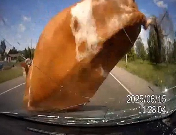 vaca Rusia