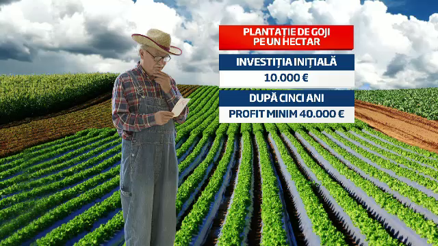 Fermierii au dat porumbul pe goji si migdale. Cum au devenit plantatiile exotice afaceri profitabile