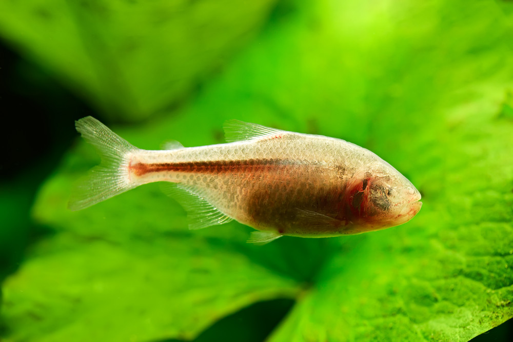 Fenomen natural incredibil in Yoro, Honduras. Ce se intampla cand ploua in micul oras