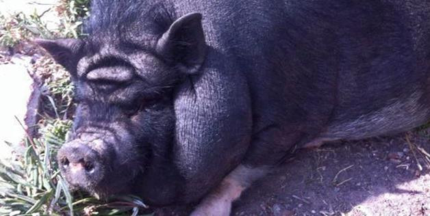 Chipul lui Yoda, din Star Wars, descoperit pe fruntea unui porc din Mexic