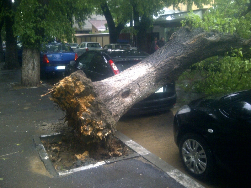 Furtuna puternica in Capitala. 35 de copaci au fost doborati iar mai multe strazi au fost inundate