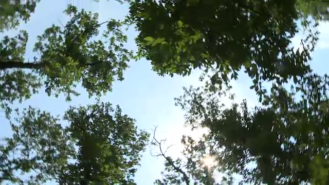 Furtul "ocrotit" de lege, noua metoda a defrisarilor ilegale din tara. Exemplul padurii de la Comana