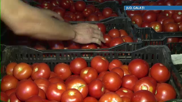 Agri-cultura dezastrului. Cum a ajuns super productia de rosii a Romaniei sa putrezeasca pe camp