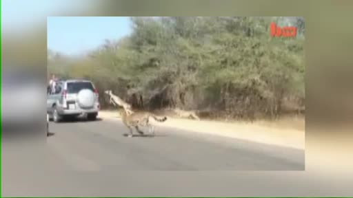 Urmarita de doi gheparzi infometati, o antilopa a gasit o solutie neasteptata de a scapa cu viata
