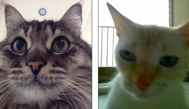 Prima aplicatie destinata pisicilor: cum se vor fotografia singure