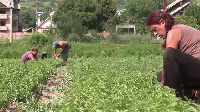 Planta minune. Este mult mai dulce ca zaharul si nu are calorii