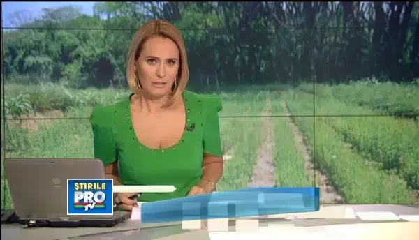 Romanii care vor sa faca prima fabrica de extractie pentru stevie din tare: care sunt avantajele ei