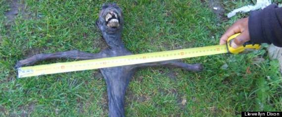 Ce creatura a descoperit un tanar din Africa de Sud. Unii credeau ca e un extraterestru