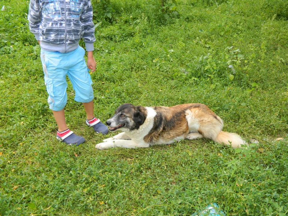 Trei catelusi, noii locatari ai Casei Muhle. Timisorenii sunt invitati sa le aduca mancare