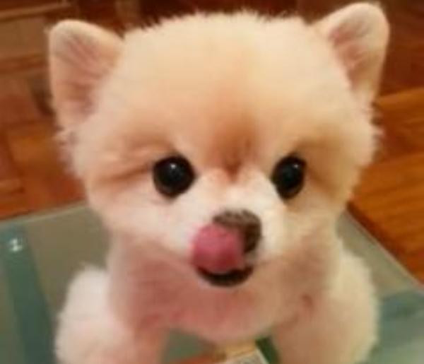 Catelul care a devenit vedeta pe internet, dupa ce a descoperit una dintre marile placeri ale verii