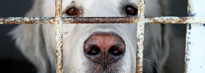 Bucurestenii care nu-si declara cainii vor fi amendati cu 3.000 de lei din ianuarie 2014