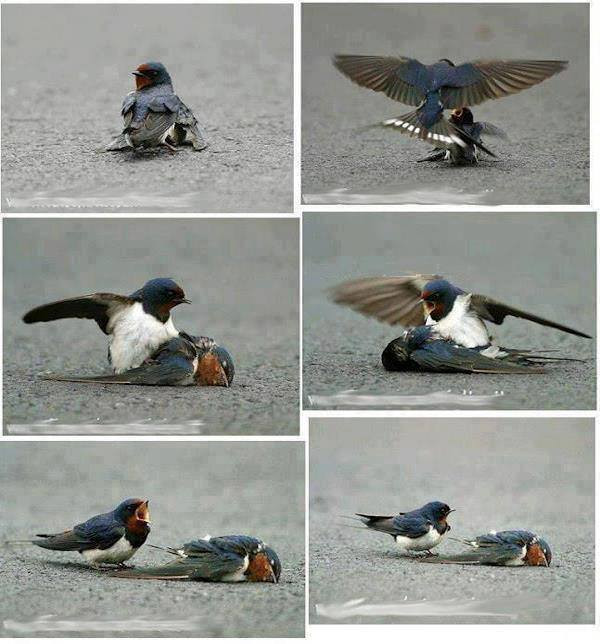 Povestea tragica a randunelelor care au emotionat pana la lacrimi mii de iubitori de animale