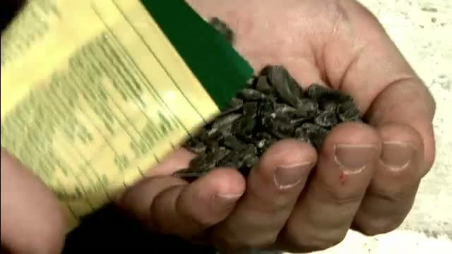 Spartul semintelor, sportul national al multor romani, interzis la Giurgiu. Care sunt sanctiunile