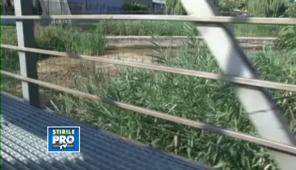 Rezervatia de nuferi de la Baile 1 Mai care era pe punctul de a disparea, a renascut