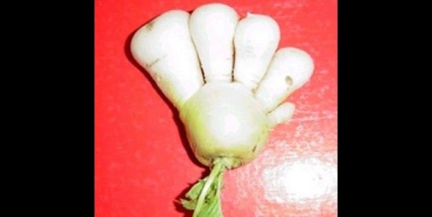legume mutant, mutatii, centrala Fukushima - 7