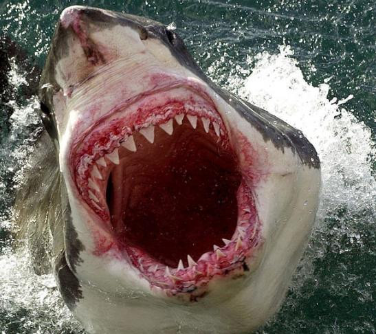 Momentul de nebunie al unui scafandru. Ce a patit dupa ce a sarutat un rechin