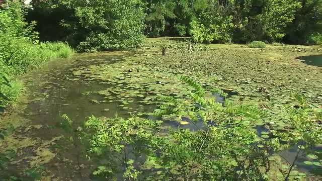 Cum a ajuns un print din Emiratele Arabe sa salveze nuferii si melcii romanesti