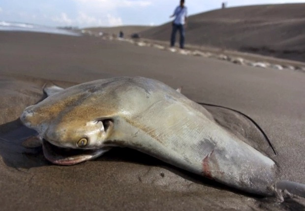 Imaginea care i-a lasat pe turisti cu ochii in lacrimi. Ce au gasit pe o plaja din Mexic