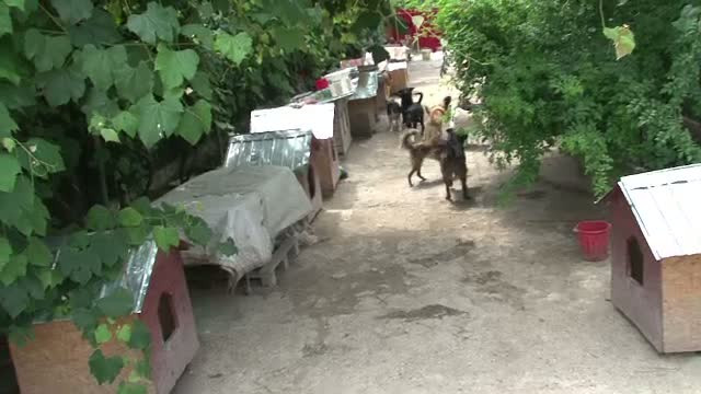 A adunat 60 de maidanezi in gospodaria ei din Targoviste. Ce reactie au avut vecinii