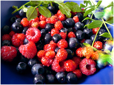 Afinele ajuta la cresterea performantei intelectuale. Beneficiile fructelor de padure