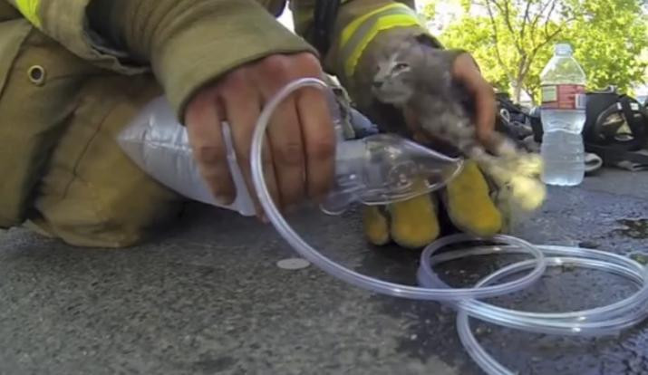 Un pompier salveaza dintr-o casa in flacari o pisica si o readuce la viata cu masca de oxigen. VIDEO