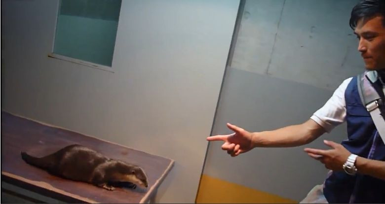 Clipul zilei pe Internet. Cum reactioneaza o vidra cand este "impuscata". VIDEO