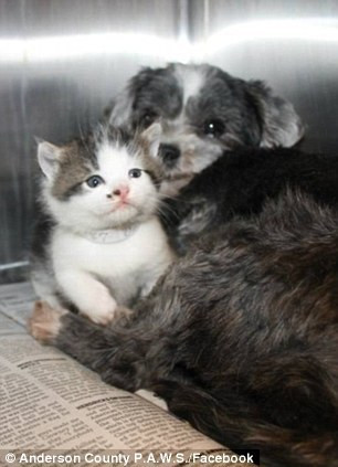 Un caine si-a riscat propria viata ca sa protejeze viata unei pisici abandonate