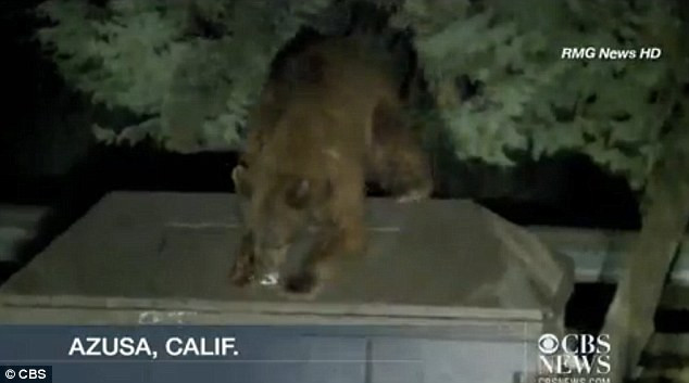 Ursoaica, filmata in timp ce incerca din rasputeri sa deschida aceasta pubela. Ce era inauntru.VIDEO