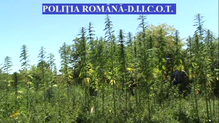 A fost prins in flagrant de politisti in timp ce se "ingrijea" de o adevarata plantatie de cannabis