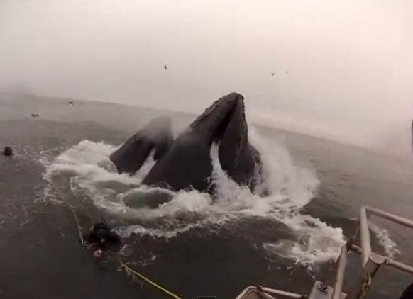 Urmarea acestei fotografii este greu de crezut. Ce au patit cei doi scafandri