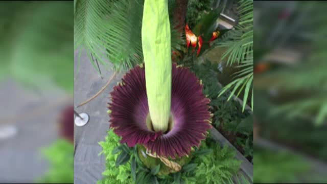 "Floarea cadavru" a inflorit la Washington. Nimeni nu poate sa respire langa ea