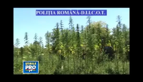 A fost prins in flagrant de politisti in timp ce se